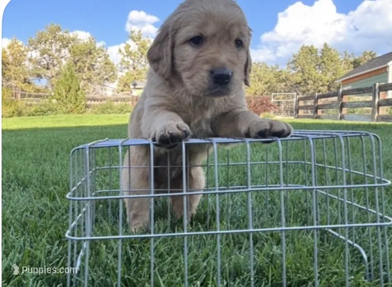 Male golden retriever – Golden Retriever puppy for sale in Spring City, UT
