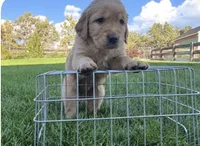 Male golden retriever, a male Golden Retriever for sale in Spring City, UT – 1 of 2