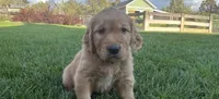 Male golden retriever, a male Golden Retriever for sale in Spring City, UT – 1 of 3