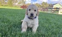 Male golden retriever, a male Golden Retriever for sale in Spring City, UT – 2 of 2