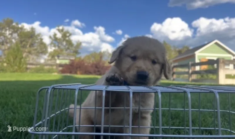 Male golden retriever – Golden Retriever puppy for sale in Spring City, UT