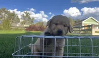 Male golden retriever, a male Golden Retriever for sale in Spring City, UT – 1 of 3