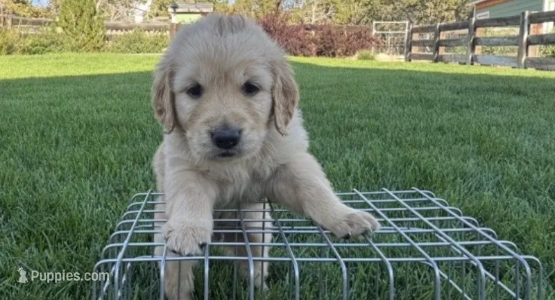 Male golden retriever – Golden Retriever puppy for sale in Spring City, UT