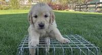 Male golden retriever, a male Golden Retriever for sale in Spring City, UT – 1 of 2