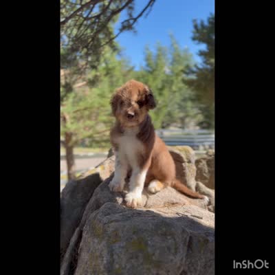 Daisy , a female Aussiedoodle for sale in Parowan, UT – 1 of 1