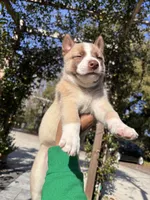 King Mufasa, a male German Shepherd Dog for sale in Orlando, FL – Photo 1 of 2