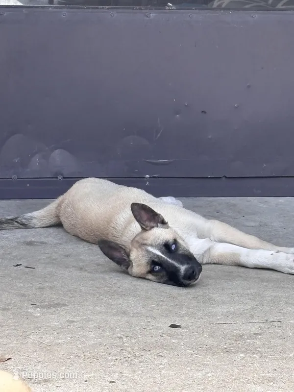 Francis, a female German Shepherd Dog for sale in Orlando, FL – Photo 1 of 3