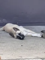 Francis, a female German Shepherd Dog for sale in Orlando, FL – Photo 2 of 3