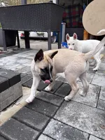 Francis, a female German Shepherd Dog for sale in Orlando, FL – Photo 3 of 3