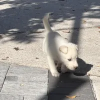Jasmine , a female Belgian Malinois for sale in Orlando, FL – Photo 4 of 9