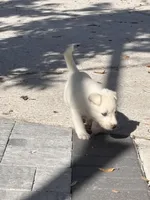 processed/028a82d4-097e-453a-9934-cb71c88e8ce1/listing/240bd01d-5014-4fb1-947c-82c0a6f5a988/5a456263-0657-4e12-ba4b-4feb7f243fc3