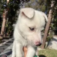 Jasmine , a female Belgian Malinois for sale in Orlando, FL – Photo 8 of 9