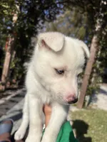 processed/028a82d4-097e-453a-9934-cb71c88e8ce1/listing/240bd01d-5014-4fb1-947c-82c0a6f5a988/66b3cbed-07fc-40ab-b8e6-0b04e614935e