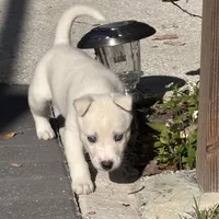 Jasmine , a female Belgian Malinois for sale in Orlando, FL – Photo 5 of 9