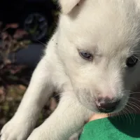 Jasmine , a female Belgian Malinois for sale in Orlando, FL – Photo 1 of 9