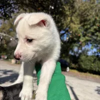 Jasmine , a female Belgian Malinois for sale in Orlando, FL – Photo 9 of 9