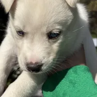 Jasmine , a female Belgian Malinois for sale in Orlando, FL – Photo 2 of 9