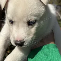Jasmine , a female Belgian Malinois for sale in Orlando, FL – Photo 3 of 9