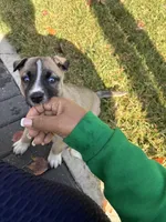 Cookie , a male German Shepherd Dog for sale in Orlando, FL – Photo 7 of 7