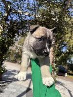 Cookie , a male German Shepherd Dog for sale in Orlando, FL – Photo 6 of 7