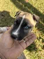 Cookie , a male German Shepherd Dog for sale in Orlando, FL – Photo 2 of 7