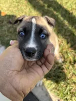 Cookie , a male German Shepherd Dog for sale in Orlando, FL – Photo 1 of 7