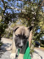 Cookie , a male German Shepherd Dog for sale in Orlando, FL – Photo 4 of 7