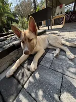 Mufasa, a male Belgian Malinois and Siberian Husky for sale in Orlando, FL – 7 of 8