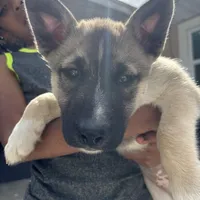 Bingo, a male Siberian Husky for sale in Orlando, FL – Photo 3 of 3