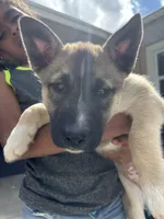 Thunder, a male Siberian Husky for sale in Orlando, FL – Photo 2 of 3