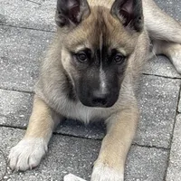 Bingo, a male Siberian Husky for sale in Orlando, FL – Photo 2 of 3