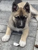 Thunder, a male Siberian Husky for sale in Orlando, FL – Photo 3 of 3