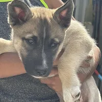 Bingo, a male Siberian Husky for sale in Orlando, FL – Photo 1 of 3