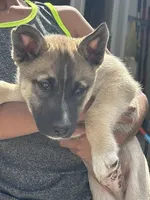 Thunder, a male Siberian Husky for sale in Orlando, FL – Photo 1 of 3