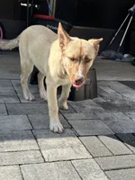 Mufasa, a male Belgian Malinois and Siberian Husky for sale in Orlando, FL – 2 of 8