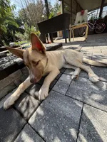 Mufasa, a male Belgian Malinois and Siberian Husky for sale in Orlando, FL – 6 of 8