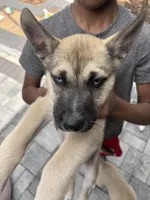 Max, a male Belgian Malinois for sale in Orlando, FL – Photo 5 of 5