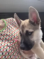 Max, a male Belgian Malinois for sale in Orlando, FL – Photo 4 of 5