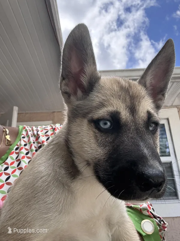 Max, a male Belgian Malinois for sale in Orlando, FL – Photo 1 of 5