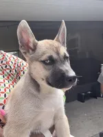 Max, a male Belgian Malinois for sale in Orlando, FL – Photo 3 of 5