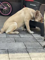 Mufasa, a male Belgian Malinois and Siberian Husky for sale in Orlando, FL – 5 of 8