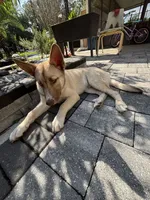 Mufasa, a male Belgian Malinois and Siberian Husky for sale in Orlando, FL – 3 of 8