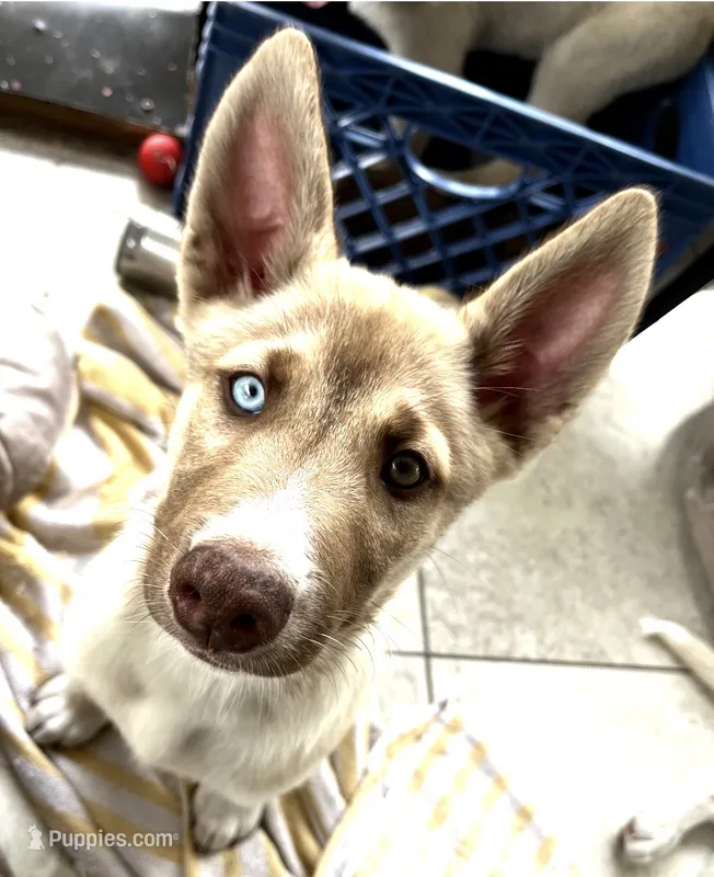Mufasa, a male Belgian Malinois and Siberian Husky for sale in Orlando, FL – 1 of 8