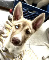 Mufasa, a male Belgian Malinois and Siberian Husky for sale in Orlando, FL – 1 of 8
