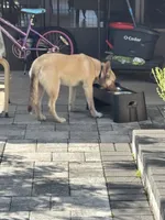 Mufasa, a male Belgian Malinois and Siberian Husky for sale in Orlando, FL – 4 of 8
