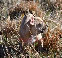Seth, a male French Bulldog for sale in Rock Island, TN – Photo 3 of 4