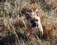 Seth, a male French Bulldog for sale in Rock Island, TN – Photo 4 of 4