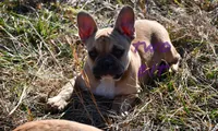 Seth, a male French Bulldog for sale in Rock Island, TN – Photo 1 of 4