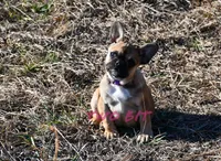 Linda, a female French Bulldog for sale in Rock Island, TN – Photo 4 of 4