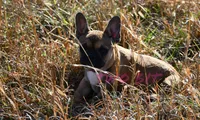 Linda, a female French Bulldog for sale in Rock Island, TN – Photo 2 of 4
